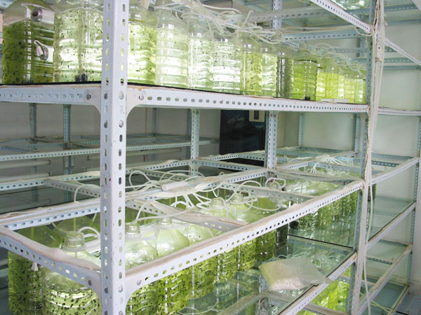 藻類生產(chǎn)車間