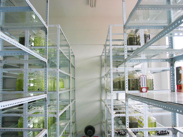 藻類生產車間1
