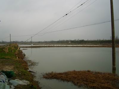 養(yǎng)殖期間的問題及解決方案